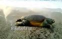 Μία μεγάλη χελώνα καρέτα-καρέτα εκβράστηκε στην πανέμορφη παραλία Μονολίθι της Πρέβεζας