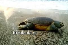 Μία μεγάλη χελώνα καρέτα-καρέτα εκβράστηκε στην πανέμορφη παραλία Μονολίθι της Πρέβεζας