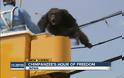 Απίστευτες εικόνες στην Ιαπωνία. Χιμπατζής το έσκασε και κρεμόταν από καλώδια ηλεκτρικού ρεύματος... [video]