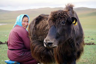 Αντί για υπνωτικά χάπια παρήγγειλε online ένα βουβάλι του Θιβέτ - Φωτογραφία 1