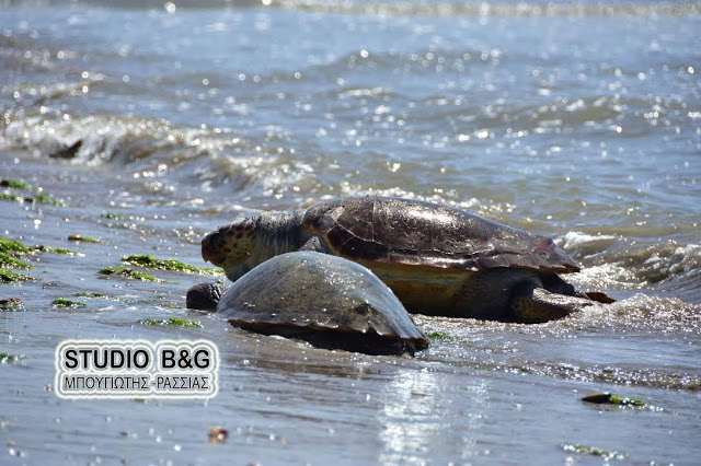 Νέα Κίος: Δυο χελώνες καρέτα - καρέτα βρέθηκαν χτυπημένες... [photos] - Φωτογραφία 2