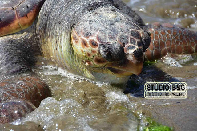 Νέα Κίος: Δυο χελώνες καρέτα - καρέτα βρέθηκαν χτυπημένες... [photos] - Φωτογραφία 3