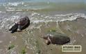 Νέα Κίος: Δυο χελώνες καρέτα - καρέτα βρέθηκαν χτυπημένες... [photos] - Φωτογραφία 1
