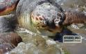 Νέα Κίος: Δυο χελώνες καρέτα - καρέτα βρέθηκαν χτυπημένες... [photos] - Φωτογραφία 3