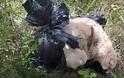 Γιάννενα: Βρήκε τον σκύλο νεκρό κλεισμένο σε μαύρη σακούλα δεμένη με σύρμα - Φωτογραφία 1