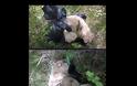 Γιάννενα: Βρήκε τον σκύλο νεκρό κλεισμένο σε μαύρη σακούλα δεμένη με σύρμα - Φωτογραφία 2