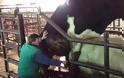 Βίντεο ΣΟΚ – δείτε πως παίρνουν ούρα και σπέρμα ταύρου και φτιάχνουν γνωστά αναψυκτικά!