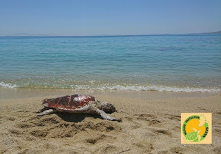 Άλλη μια θαλάσσια χελώνα καρέτα – καρέτα νεκρή χτυπημένη στο κεφάλι σε παραλία της Νάξου - Φωτογραφία 1