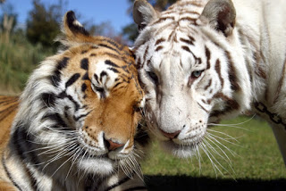 Οι τίγρεις αυξήθηκαν για πρώτη φορά μετά από έναν αιώνα - Φωτογραφία 1