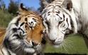 Οι τίγρεις αυξήθηκαν για πρώτη φορά μετά από έναν αιώνα