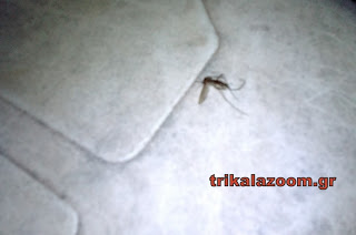 Εμφάνιση μεγάλων σκνιπών στα Τρίκαλα [photos] - Φωτογραφία 1