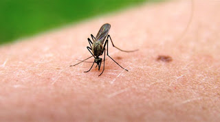 Ανακοίνωση του Τμήματος Περιβάλλοντος για τα μέτρα προστασίας από τα κουνούπια - Φωτογραφία 1