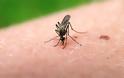 Ανακοίνωση του Τμήματος Περιβάλλοντος για τα μέτρα προστασίας από τα κουνούπια