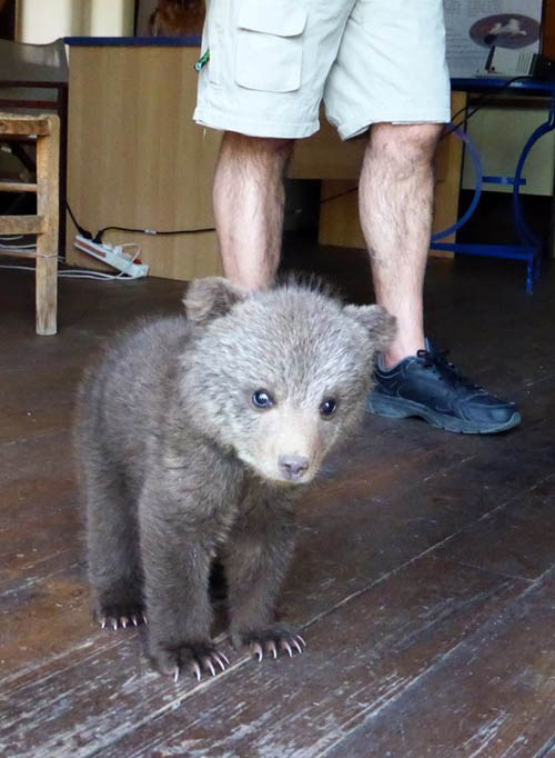 Βρέθηκε ένα πανέμορφο αρκουδάκι στην Καστοριά - Φωτογραφία 4