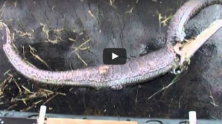 ΣΟΚΑΡΙΣΤΙΚΟ: Πύθωνας κατάπιε ολόκληρο αλιγάτορα - Δεν φαντάζεστε τι έγινε στη συνέχεια… [video] - Φωτογραφία 1
