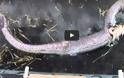ΣΟΚΑΡΙΣΤΙΚΟ: Πύθωνας κατάπιε ολόκληρο αλιγάτορα - Δεν φαντάζεστε τι έγινε στη συνέχεια… [video]