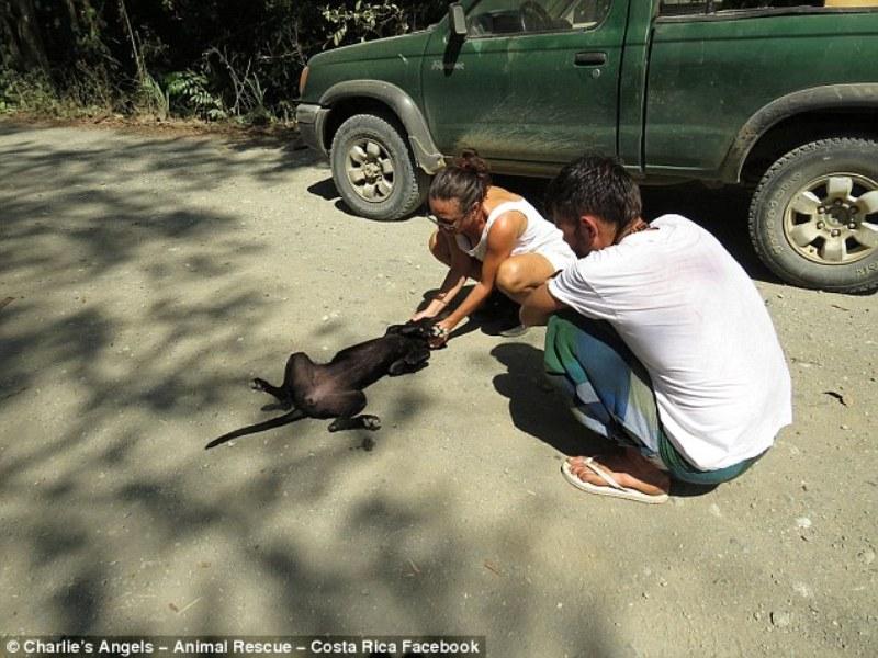 Παρατημένος, πεινασμένος και αφυδατωμένος σκύλος, καταρρέει και κλαίει όταν μια γυναίκα τον σώζει [photos] - Φωτογραφία 2