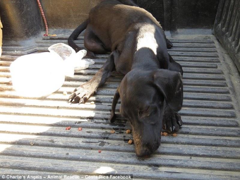 Παρατημένος, πεινασμένος και αφυδατωμένος σκύλος, καταρρέει και κλαίει όταν μια γυναίκα τον σώζει [photos] - Φωτογραφία 5