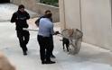 Κρήτη: Στο νοσοκομείο 10χρονο αγόρι μετά από δάγκωμα σκύλου - Φωτογραφία 4