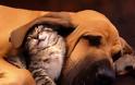 Συγκινητικές εικόνες: Οι ζεστές αγκαλιές των ζώων [photos] - Φωτογραφία 1