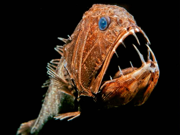 Σκέτος τρόμος! Δείτε τα πιο τρομακτικά ψάρια του βυθού! [photos] - Φωτογραφία 2