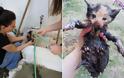 Καρδίτσα: Έσωσαν το γατάκι που είχε παγιδευτεί σε σωλήνα και κινδύνευε να πνιγεί - Φωτογραφία 2