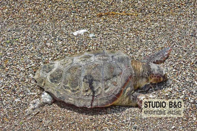 Χελώνα Καρέτα - Καρέτα βρέθηκε χτυπημένη στο Ναύπλιο - Φωτογραφία 2