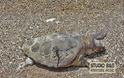 Χελώνα Καρέτα - Καρέτα βρέθηκε χτυπημένη στο Ναύπλιο - Φωτογραφία 2