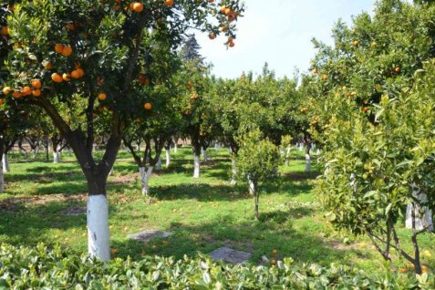 Τα μανταρίνια της Χίου είναι τα καλύτερα στον κόσμο [photos] - Φωτογραφία 2