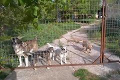 SOS: Σκοτώθηκε ο ιδιοκτήτης τους - Επείγει η υιοθεσία τους. Ας ΒΟΗΘΗΣΟΥΜΕ αυτές τις ψυχούλες... [photos]