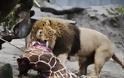 ΣΚΛΗΡΕΣ ΕΙΚΟΝΕΣ: Θανάτωσαν υγιή ζέβρα και την έδωσαν σε λιοντάρι μέσα σε ζωολογικό κήπο [photos] - Φωτογραφία 3