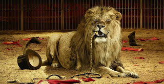 Απελευθερώθηκαν 33 λιοντάρια που ήταν αιχμάλωτα στα τσίρκα - Φωτογραφία 1