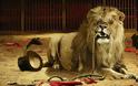 Απελευθερώθηκαν 33 λιοντάρια που ήταν αιχμάλωτα στα τσίρκα
