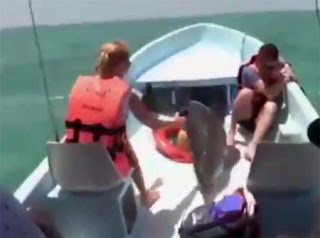 Moναδικό βίντεο: Δελφίνι προσγειώνεται μέσα σε… βάρκα! [video] - Φωτογραφία 1