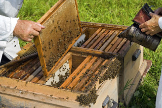 Προστασία της παραγωγής του μελιού ζητούν οι μελισσοκόμοι της Καλύμνου - Φωτογραφία 1