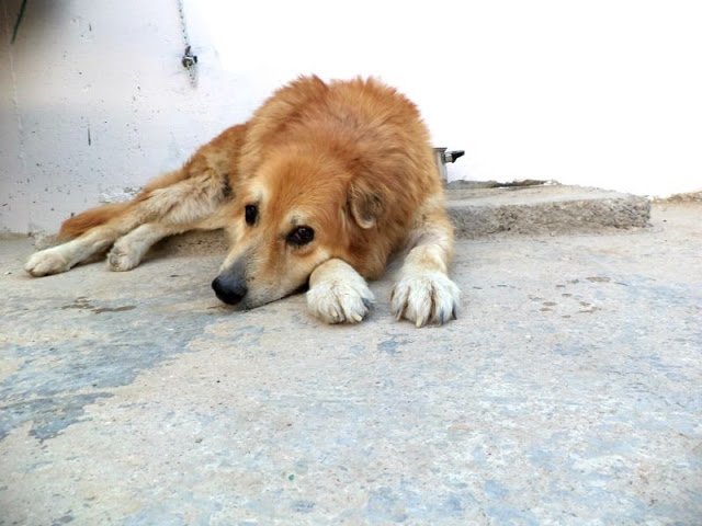 Τα σκυλιά της Ελλάδας: Ένα μεγάλο θέμα που μας αφορά ΟΛΟΥΣ - Φωτογραφία 3