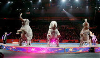Τέλος οι ελέφαντες σε ένα από τα μεγαλύτερα τσίρκο των ΗΠΑ - Φωτογραφία 1