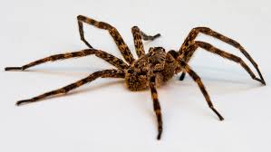 Αυτό που κάνουν οι αράχνες στον σύντροφο τους και δεν ήξερε κανείς! - Φωτογραφία 1