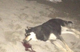 Κυνηγός εκτέλεσε σκύλο πυροβολώντας τον με μονόβολο στο κεφάλι στο Ν. Ρύσιο - Φωτογραφία 1