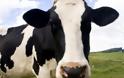 Μέτρα της περιφέρειας κεντρικής Μακεδονίας για τις νόσους που πλήττουν την κτηνοτροφία