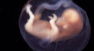 Καλλιεργήθηκε στο εργαστήριο για πρώτη φορά ένα ανθρώπινο έμβρυο δύο εβδομάδων - Φωτογραφία 1