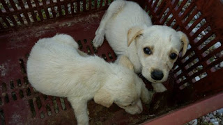 Βρήκε 3 σκυλιά ζωντανά πεταμένα στο φράγμα του Πηνείου κοντά στη Γαστούνη Ηλείας - Φωτογραφία 1