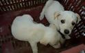 Βρήκε 3 σκυλιά ζωντανά πεταμένα στο φράγμα του Πηνείου κοντά στη Γαστούνη Ηλείας
