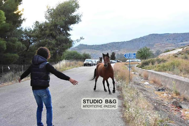 Παραλίγο ατύχημα με άλογα κατά την Λιτανεία της εικόνας του Αγίου Ιωάννη του θεολόγου στο Ναύπλιο [photo+video] - Φωτογραφία 8