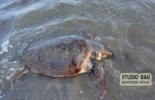 Χελώνα Καρέτα - Καρέτα βρέθηκε χτυπημένη στην Αργολίδα [photos] - Φωτογραφία 1