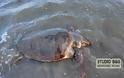 Χελώνα Καρέτα - Καρέτα βρέθηκε χτυπημένη στην Αργολίδα [photos]