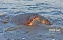 Χελώνα Καρέτα - Καρέτα βρέθηκε χτυπημένη στην Αργολίδα [photos] - Φωτογραφία 2