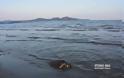 Χελώνα Καρέτα - Καρέτα βρέθηκε χτυπημένη στην Αργολίδα [photos] - Φωτογραφία 3