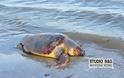 Χελώνα Καρέτα - Καρέτα βρέθηκε χτυπημένη στην Αργολίδα [photos] - Φωτογραφία 4