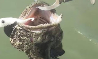 ΣΟΚ: Ανοιξε το στόμα του ψαριού που ψάρεξε, και πετάχτηκε από μέσα ένα... [video] - Φωτογραφία 1